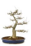 trident-maple-45-cm-30-years-old-with-a-beautiful.jpg