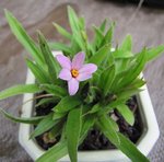 rhodohypoxis-arihato_200603a.jpg