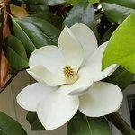 southern magnolia.jpg