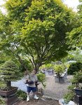 KATSURA TREE.JPG