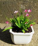 rhodohypoxis-arihato_200612a.jpg