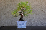 scotch pine 1.JPG