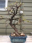 Cedar Elm April 2018.JPG