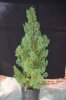 Juniperus chinensis Wintergreen1rs.jpg