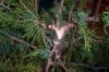 Juniperus chinensis Wintergreen4rs.jpg