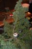 Juniperus chinensis Wintergreen6rs.jpg