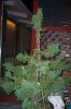 Juniperus chinensis Wintergreen9rs.jpg