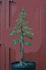 Juniperus chinensis Wintergreen13virt2rs.jpg