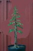 Juniperus chinensis Wintergreen13virt2rsmal2.jpg