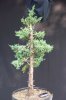 Juniperus chinensis Wintergreen23rs.jpg