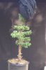 Juniperus chinensis Wintergreen15rs.jpg