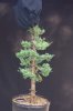 Juniperus chinensis Wintergreen14rs.jpg