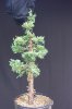Juniperus chinensis Wintergreen22rs.jpg