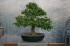 Bonsai53013 001.jpg