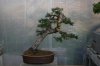 Bonsai53013 008.jpg