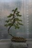 Bonsai53013 048.jpg