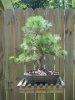 Japanese Black Pine Guidry 09  (0).jpg