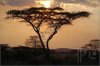 Acacia-Tree-During-African-Sunset-231762.jpg