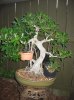 ficus microcarpa.jpg