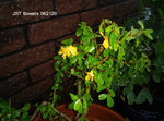 JRT flowers 062120.JPG