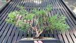 Old Gold Juniper 1.jpg