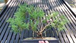 Old Gold Juniper 2.jpg