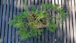 Old Gold Juniper 3.jpg