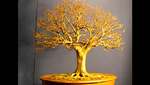 NIBS-Beech-Bonsai-for-Winter-Display.png