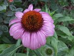 cone flower 2020.jpg