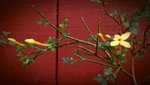 close up of dwarf jasmine flower.jpg