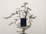 Bar Harbor Juniper front.jpg