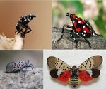 spotted-lanternfly-nymphs-adults.jpg