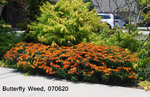 Butterfly weed.JPG