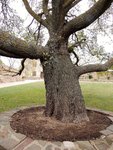 Ulmus_minor,_Nostra_Signora_di_Castro,_Oschiri,_Sardinia,_Italy_2.jpg