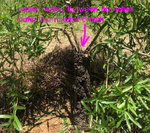 willow 13.JPG