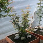 acer palmatum katsura 2020 07 21 001.jpg