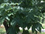 View of some of the leaves of Totoro's Tree.