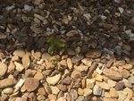 Some shaded saplings closer to Totoro's Tree.  Of note here are the small spots on the leaves - some across the property are beginning to develop them.