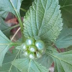 lantana berries.jpg