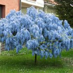 blue_chinese_wisteria_tree_cropped.jpg