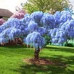 Blue Chinese Wisteria tree.jpg