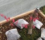 acer palmatum beni chidori 2019 04 04 001.JPG