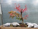 acer palmatum beni chidori 2019 06 06 001.JPG