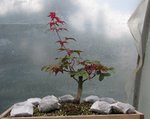 acer palmatum deshojo 2019 06 06  001.JPG