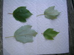 acer rubrum.JPG