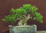 ficus_leaning_july2020.jpg