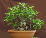 ficus_upright_july2020.jpg