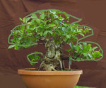 ficus_upright_july2020v02.jpg