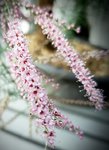 Tamarix in bloom close up of tiny flowers 2020.jpg