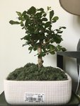 Ficus1-Aug13.jpg